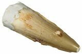 Juvenile Fossil Spinosaurus Tooth - Real Dinosaur Tooth #301276-1